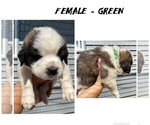 Puppy Green Saint Bernard