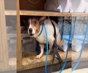 Chihuahua-Unknown Mix Dogs for adoption in Stockton, CA, USA