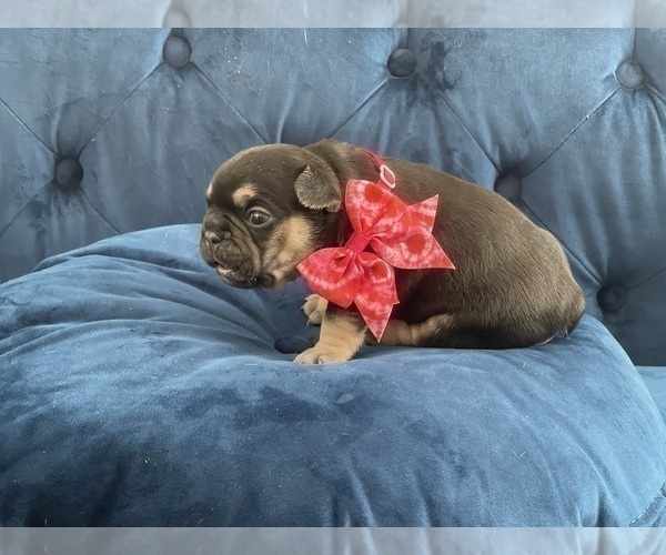 Medium Photo #19 French Bulldog Puppy For Sale in ENCINO, CA, USA