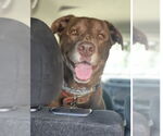 Small #6 Labrador Retriever Mix