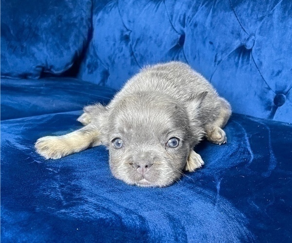 Medium Photo #38 French Bulldog Puppy For Sale in MILWAUKEE, WI, USA