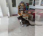 Small #2 Akita-Basset Hound Mix