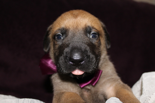 Medium Photo #1 Mastiff Puppy For Sale in BARTOW, FL, USA