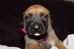 Small Photo #1 Mastiff Puppy For Sale in BARTOW, FL, USA