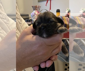 Lhasa Apso Puppy for sale in MARINA BAY, MA, USA