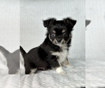 Small Photo #4 Chihuahua Puppy For Sale in BEAUMONT, TX, USA