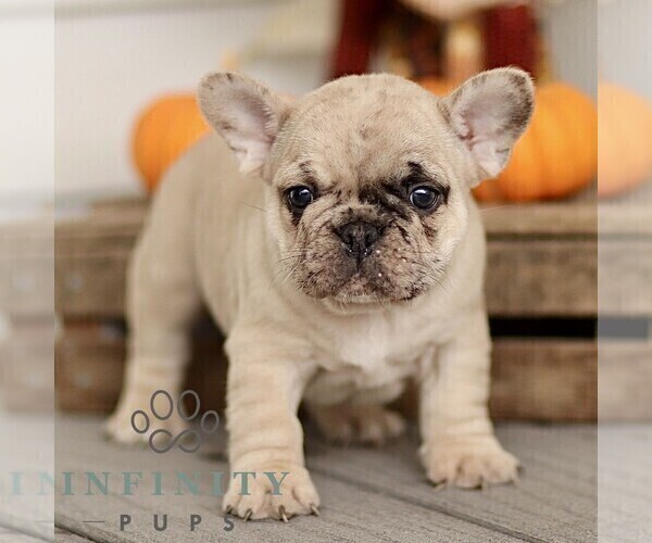 Medium Photo #1 French Bulldog Puppy For Sale in RONKS, PA, USA