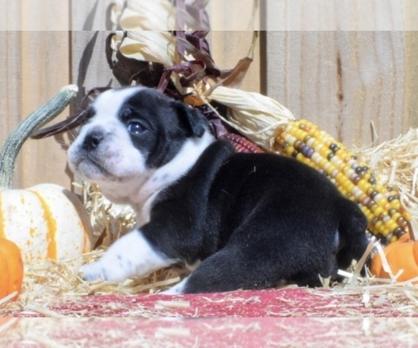 Medium Photo #3 Bulldog Puppy For Sale in JACKSONVILLE, FL, USA