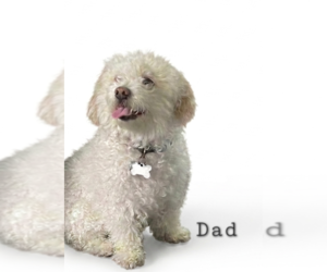Father of the Bichon Frise-Cock-A-Poo Mix puppies born on 07/24/2026