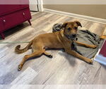 Small Photo #3 Labrador Retriever-Unknown Mix Puppy For Sale in Plainfield, IL, USA