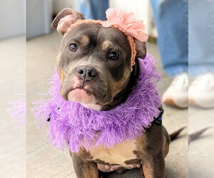 Dolly - Female Mutt Dog for Adoption