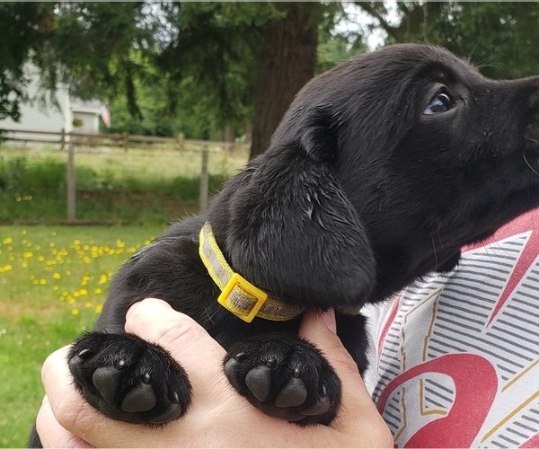 Medium Photo #4 Labrador Retriever Puppy For Sale in OLYMPIA, WA, USA