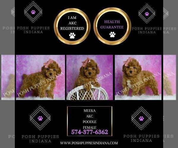 Medium Photo #42 Poodle (Miniature) Puppy For Sale in WARSAW, IN, USA