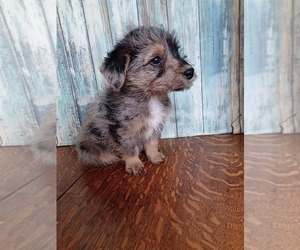 Jack-A-Poo Puppy for sale in NILES, MI, USA