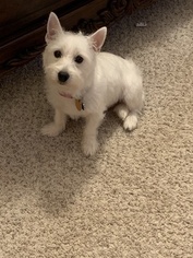 West Highland White Terrier Puppy for sale in PHENIX CITY, AL, USA
