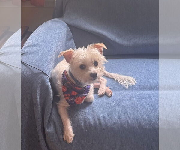 Medium Photo #7 Maltese Puppy For Sale in Pottstown, PA, USA