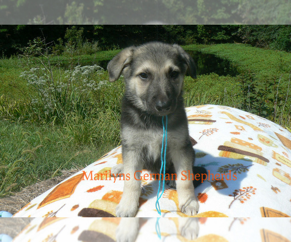 Medium Photo #5 German Shepherd Dog Puppy For Sale in PIEDMONT, MO, USA
