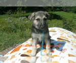 Small #4 German Shepherd Dog