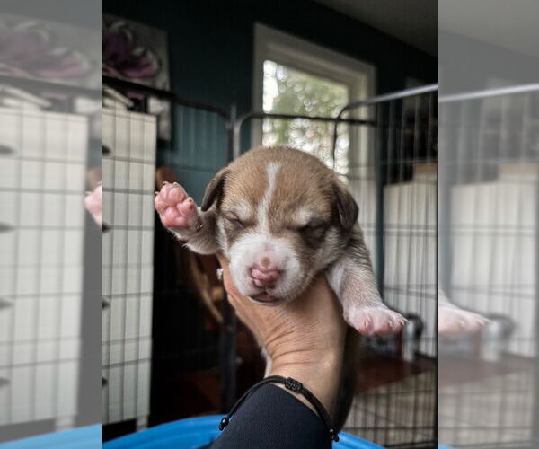 Medium Photo #3 Mutt Puppy For Sale in Canton, CT, USA