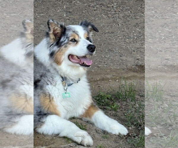 Medium Photo #3 Australian Shepherd Puppy For Sale in Dallas, TX, USA