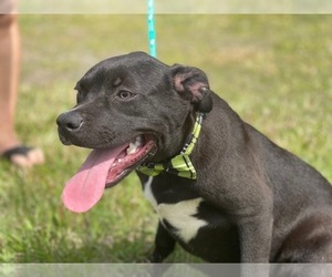 American Staffordshire Terrier Puppy for sale in LAKELAND, FL, USA