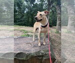 Small #2 Labrador Retriever Mix