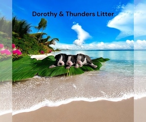 Boston Terrier Puppy for Sale in EWING, Kentucky USA