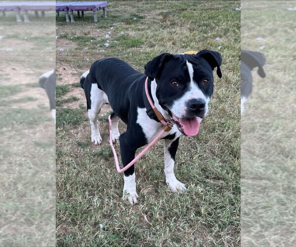 Medium Photo #2 Mutt Puppy For Sale in Evansville, IN, USA