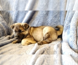Norwegian Elkhound Puppy for sale in MORRISDALE, PA, USA