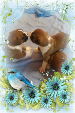 Medium Photo #2 Boxer Puppy For Sale in DERBY, CT, USA