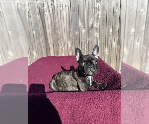 Full screen Photo #6 French Bulldog Puppy For Sale in BRYAN, TX, USA