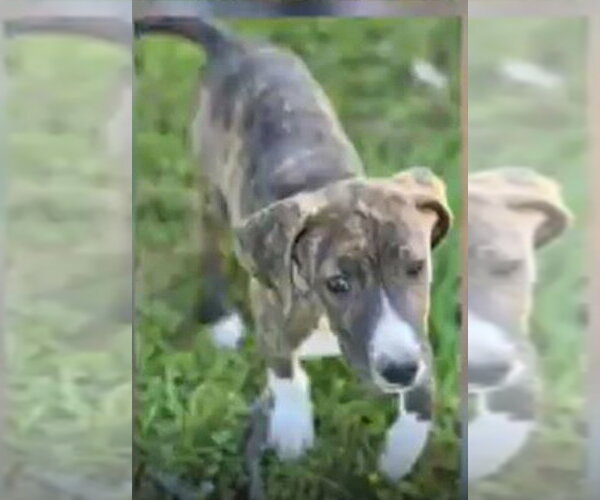 Medium Photo #11 Mutt Puppy For Sale in Wakefield, RI, USA
