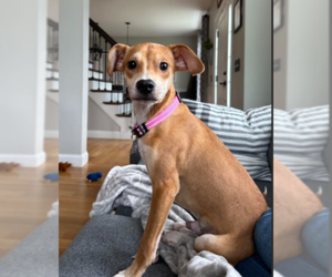 Chihuahua-Unknown Mix Dogs for adoption in Cranston, RI, USA