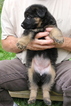 Puppy 5 German Shepherd Dog