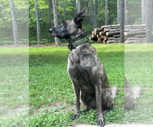 Medium Photo #2 - Mix Puppy For Sale in Imlay City, MI, USA