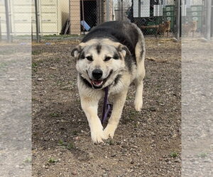 German Shepherd Dog-Unknown Mix Dogs for adoption in Las Vegas, NM, USA