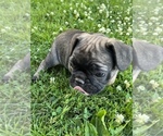 Small Photo #3 French Bulldog Puppy For Sale in WINDSOR, CT, USA