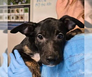 Mutt Dogs for adoption in Bolivar, MO, USA
