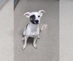 Small Mutt