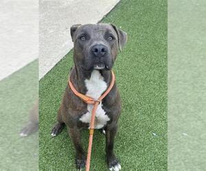 American Pit Bull Terrier Dogs for adoption in Fayetteville, NC, USA