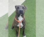 Small American Pit Bull Terrier