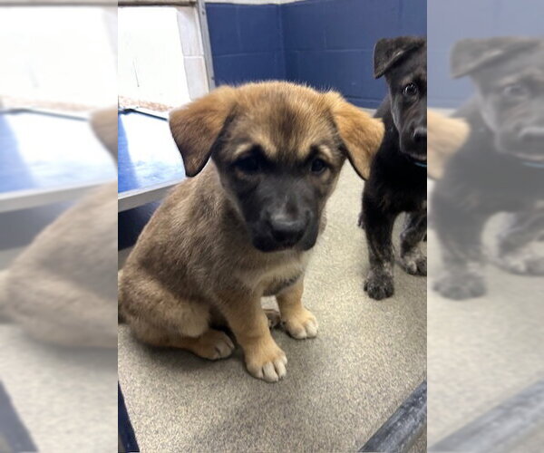 Medium Photo #1 Mutt Puppy For Sale in Sterling, MA, USA