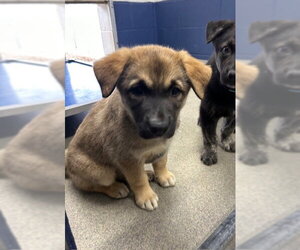 Mutt Dogs for adoption in Sterling, MA, USA