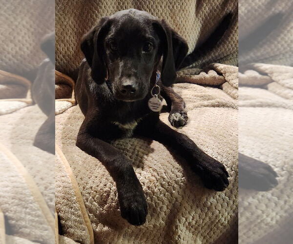 Medium Photo #2 Colonial Cocker Spaniel-Unknown Mix Puppy For Sale in Boston, MA, USA