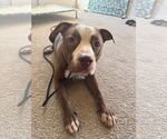 Small #2 American Pit Bull Terrier Mix