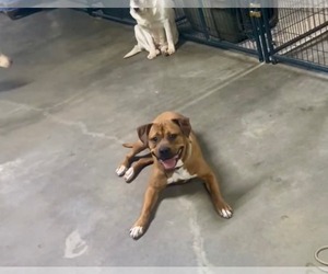 Bartholomew Cubbins - Male Boxer-Unknown Mix Dog for Adoption - Photo #7