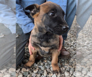 Belgian Malinois Puppy for Sale in OKANOGAN, Washington USA