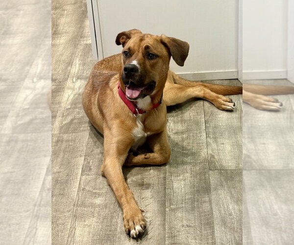 Medium Photo #25 Labrador Retriever-Rhodesian Ridgeback Mix Puppy For Sale in Brewster, NY, USA