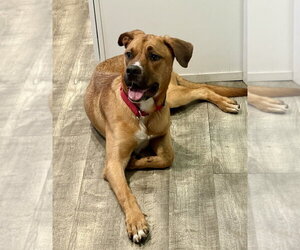 Nugget - Male Labrador Retriever-Rhodesian Ridgeback Mix Dog for Adoption - Photo #25