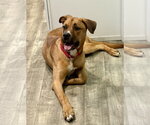 Small #24 Labrador Retriever-Rhodesian Ridgeback Mix